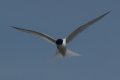 Birds: Little Tern (Sterna albifrons)